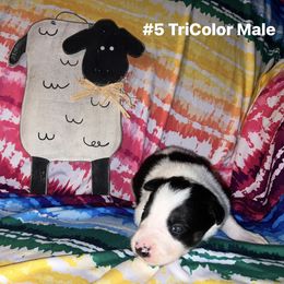 Boy 5 - Manny - Black and white male Border Collie puppy in Liverpool, Pennsylvania from Breezy Acres Stock & Sporting Dogs