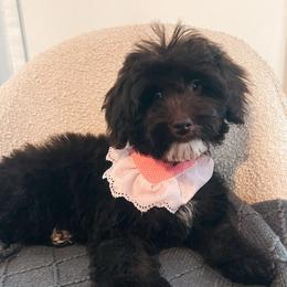 Lulu: Mint Collar - Brown white and tan female Cockapoo puppy in Richmond, Kentucky from The Doting Doodle