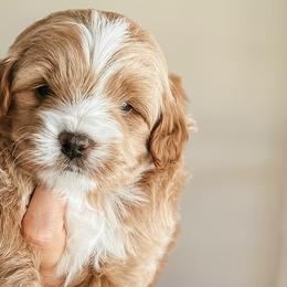 Cockapoos from The Perks of Pups