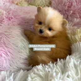 Beaver - Beaver male Pomeranian puppy in Kentucky from Em&M Pomeranians