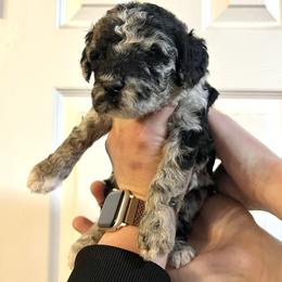 Jewl - Merle female Goldendoodle puppy in Macclenny, Florida from Davis's Doodles