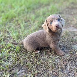 Eric - Fawn (isabella) and tan male Dachshund puppy in Aiken, South Carolina from State Eight Dachshunds