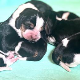 Basset Hound puppies from Porch Sittin' Hounds