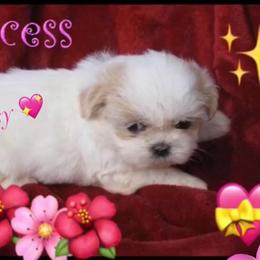Daisy - White female Shih Tzu puppy in Frisco, Texas from My Royal Shih Tzu⚜️