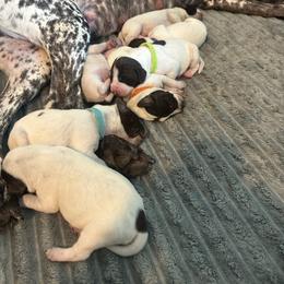 Puppy 2 - Liver roan male German Shorthaired Pointer puppy in La Mesa, California from Fireheart German Shorthaired Pointers