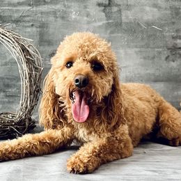 Bernese Mountain Dogs and Goldendoodles from Livys Doodles & Poodles