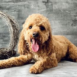 Bernese Mountain Dogs and Goldendoodles from Livys Doodles & Poodles