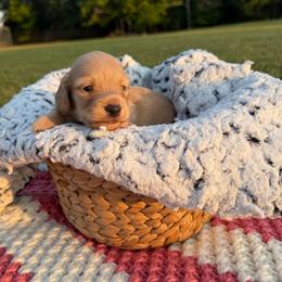 Hank - Cream male Dachshund puppy in New Albany, Mississippi from Double A. Doxies