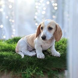 Chihuahua and Dachshund Puppies from Little Pawz, LLC