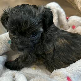 Data - Brown male Shichon puppy in Bradford, Ohio from Ted E. Bear Patch