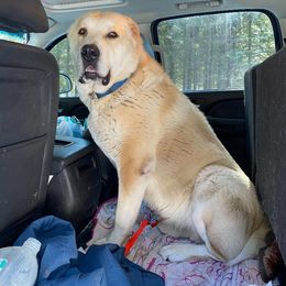 Central Asian Shepherd Dog All Grown Up from Alabaivalley