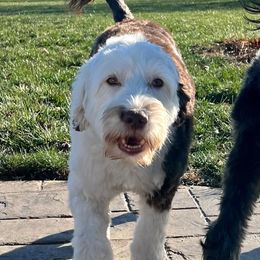 Mia - Portuguese Water Dog