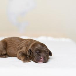 Boy 4 - Chocolate male Australian Labradoodle puppy in Port Orchard, Washington from Snooze and Sniff Labradoodles