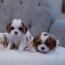 Cavalier King Charles Spaniel Puppies from Country View Cavaliers