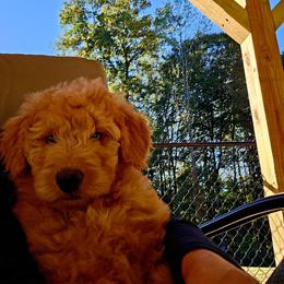 Boone - Red male Bernedoodle puppy in Olin, North Carolina from Rocky Creek Raised