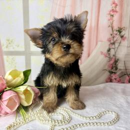 Gizmo 1700 - Black and tan male Yorkshire Terrier puppy in Douglas, Georgia from South Georgia Yorkies and Biewers