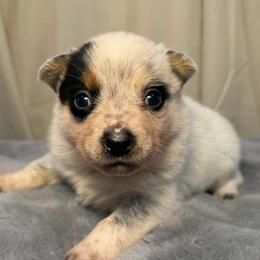 Jazz - Blue female Australian Cattle Dog puppy in Rosharon, Texas from 4Surge Cattle Dogs