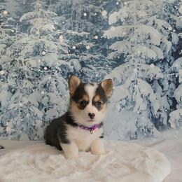 Miss Dolly Purple collar - Black and tan female Pembroke Welsh Corgi puppy in Grass Valley, California from Triple M Ranch Corgi's