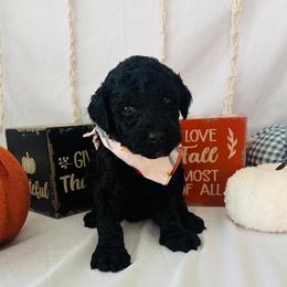 Hazelnut - Black female Goldendoodle puppy in Cedartown, Georgia from Loyal Doodles