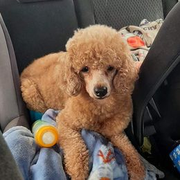 Maple - Poodle