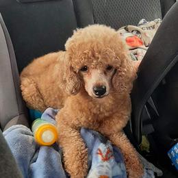 Maple - Poodle