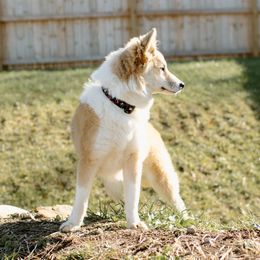Nenet Herding Laika and Yakutian Laika Puppies from Mystic Winds Kennel