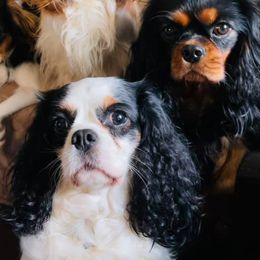 Cavalier King Charles Spaniels from Enchanting Spirit, Cavaliers
