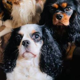 Cavalier King Charles Spaniels from Enchanting Spirit, Cavaliers