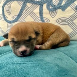 Milo - Red male Shiba Inu puppy in Carpentersville, Illinois from Veronika's Shiba Inus