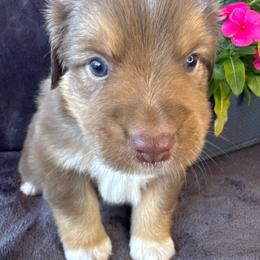 Boy 2 - Red tri male Miniature Australian Shepherd puppy in Artesia, New Mexico from Rocking Aussies
