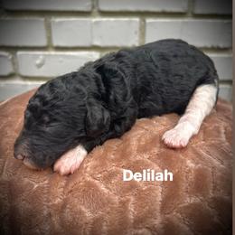 Delilah - Parti female Poodle puppy in Athens, Georgia from Alexander’s Standard Poodles