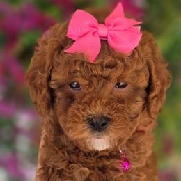 Norman - Red  female Goldendoodle puppy in Vernon, Texas from Sugarland's Texas Goldendoodles