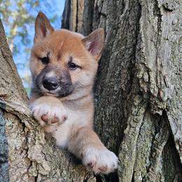 Zeus - Red male Shiba Inu puppy in Carpentersville, Illinois from Veronika's Shiba Inus