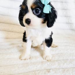 Soleil - Tri-color female Cavalier King Charles Spaniel puppy in Wilburton, Oklahoma from My Kids Kennel