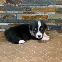 Boy 4 - Black and tan male Pembroke Welsh Corgi puppy in Visalia, California from VIP Stables