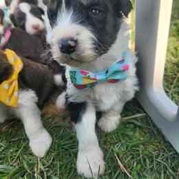 Boy 2 - Black tri-color male Aussiedoodle puppy in Mouth Of Wilson, Virginia from Holly Ridge Aussies, Aussiedoodles & Corgis