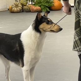 Candy - Collie