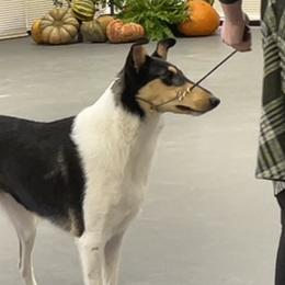 Candy - Collie