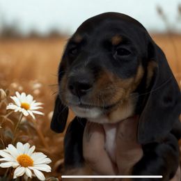 Ready NOW Black and Tan Male - Black and tan male Dachshund puppy in Cutler Bay, Florida from Dadecounty’s Dachshunds