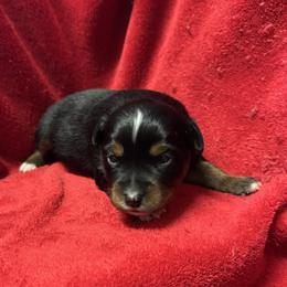Black tri - Black tri female Toy Australian Shepherd puppy in Billings, Montana from Chapman's Aussies