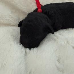 Glory - Black female Poodle puppy in Wilmington, Delaware from Imperial Poodles LLC