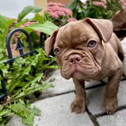French Bulldog Puppies from The French Bulldog Company LLC