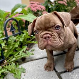 French Bulldog Puppies from The French Bulldog Company LLC