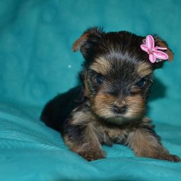 Yorkshire Terrier Puppies from Mirage Yorkies