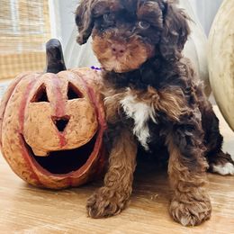Purple Collar - Phantom female Goldendoodle puppy in San Augustine, Texas from Vintage Doodles