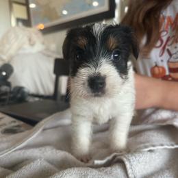 Girl 3 - Tri-colored female Parson Russell Terrier puppy in Peabody, Kansas from SouthFork Ranch