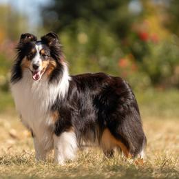 Holly - Shetland Sheepdog