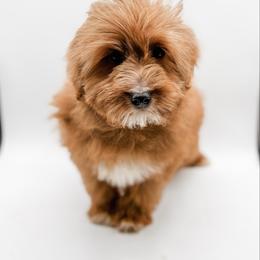 Skittles - Red  male Goldendoodle puppy in Belton, South Carolina from Poodley Doodley Doo