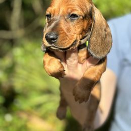 Dachshund Puppies from Branton Family Dachshunds