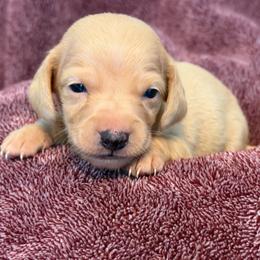 Harrison - Red male Dachshund puppy in Industry, Illinois from KDKs Kennels
